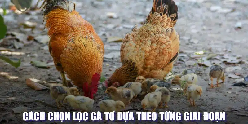 Cách chọn lọc gà tơ theo thời gian